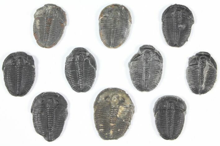 Lot: Elrathia Trilobites - Pieces #92073